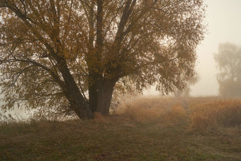 &nbsp; / осень,туман,дерево