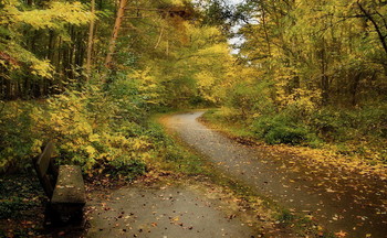 Позолота... / Осенний лесной пейзаж .Зарисовка .