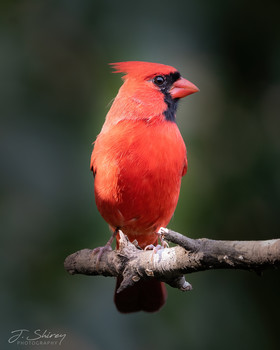 Northern Cardinal / A male northern cardinal on a perch