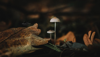 Wonderland / Tiny mashrooms shot with Nikon D5600, 18-105mm
Single shot. No flash.
Lightroom edit.