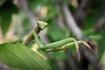 Ms. Mantis / Mantis shot with D5600 and 18-55mm kit lens. Single frame. No flash. Lightroom edit.