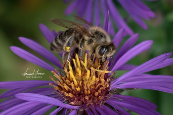 Beautiful bee / Beautiful bee captured with Nikon D5600 and 18-55mm kit lens. Single frame, no flash. Lightroom edit.