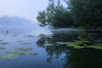Ива над водой. / Утренний пейзаж на озере Студёное.