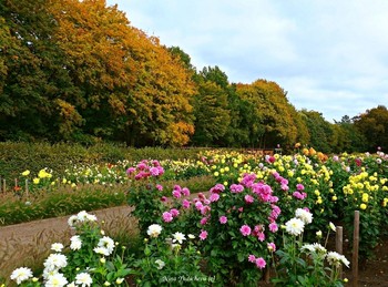 Dahliengarten Hamburg / Dahliengarten Hamburg
https://www.youtube.com/watch?v=YIZZSauDE3w
Rosengarten. Planten un Blomen Hamburg:

https://www.youtube.com/watch?v=tKJmmXxh-1U&amp;t=8s

Слайд-шоу &quot;Парк цветов летом&quot;

https://www.youtube.com/watch?v=glVWjqRqZr0

Слайд-шоу &quot;Парк цветов весной&quot;

https://www.youtube.com/watch?v=kJVKlWcQxCg

Слайд-шоу &quot;Парк цветов осенью&quot;

https://www.youtube.com/watch?v=_Q7gRXGUa5A

Слайд-шоу &quot;Розы&quot;

https://www.youtube.com/watch?v=2jSTxDgGqsI

Слайд-шоу &quot;Цветы&quot;

https://www.youtube.com/watch?v=JYadETNgWMY