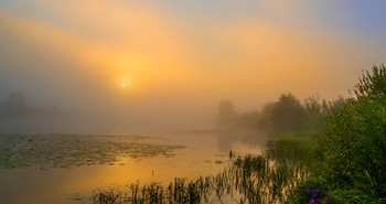 Летнее утро в тумане. / Туман на рассвете. Мещера, озеро Сосновое.