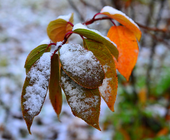 Листья, осень, первый снег / ...