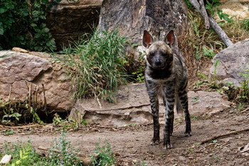 &nbsp; / African Wild Dog