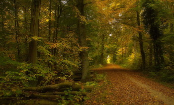 Осенняя сказка .. / Осенний лесной пейзаж . Зарисовки .