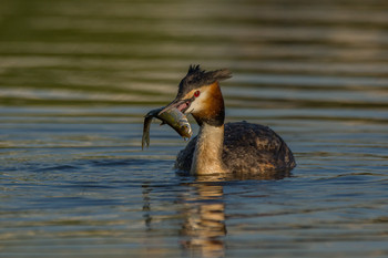 Рыбачка. / Чомга или большая поганка (лат. Podiceps cristatus). Питается в основном рыбой.