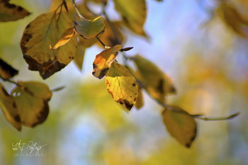 &nbsp; / Herbstlaub im blauen Himmel