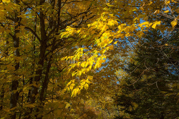 Листья желтые... / Барнаульский дендрарий