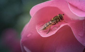 &nbsp; / Hover fly resting on the rose flower after the rain. Photo was taken with Nikon D5600 and 18-55mm kit lens.