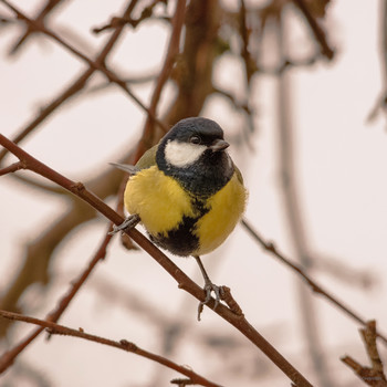 Про синицу... / Большая синица или большак (Parus major)