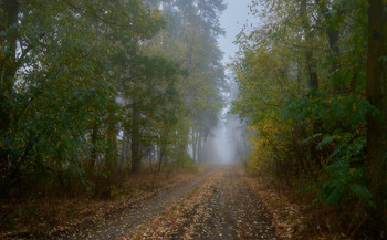 Входя в туманный лес... / Осень 2020