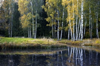 Берёзы. / Павловск,осень,озеро