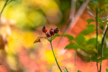 &nbsp; / Naturaleza en vivo.