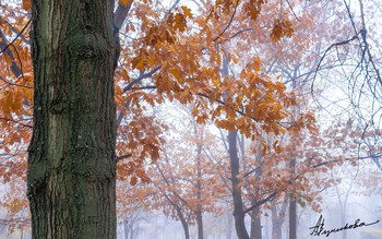 Ноябрьский туман / Лисичанск, Луганская область, Украина
