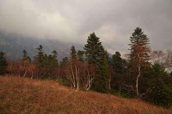 Березки на склоне / Осенний Кавказ