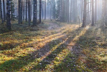 Утро в осеннем лесу / Утро в осеннем лесу