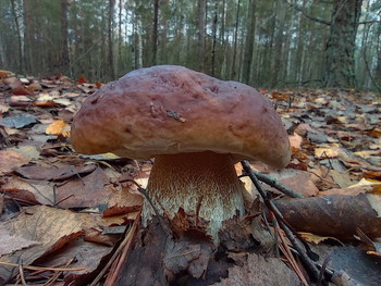 И в ноябре растут грибы... / Ноябрьский Боровик
