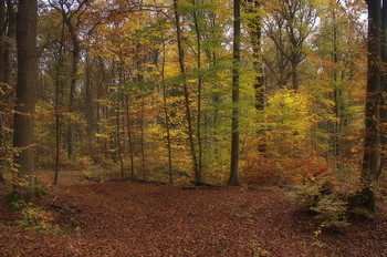 Моя осень ... / Осенний лесной пейзаж .