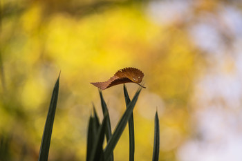 &nbsp; / Hoja en el jardín.