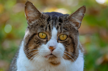 &nbsp; / Gato de colonias que tienen los parques.