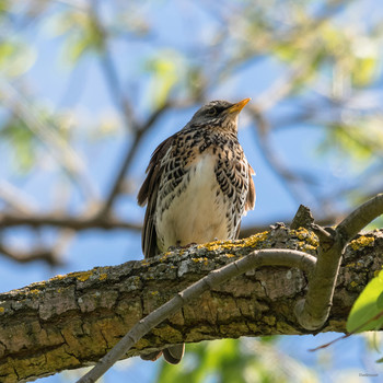 &nbsp; / Дрозд-Рябинник (Turdus pilaris)