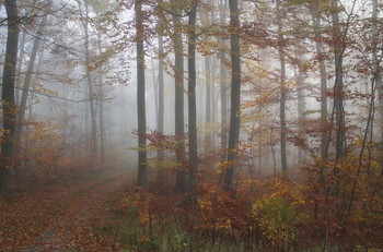 Поздняя осень. / Осеннее утро в лесу . Пейзаж .
