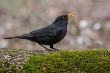 Чёрный дрозд. / Чёрный дрозд (лат. Turdus merula) — птица рода дрозды семейства дроздовые. Крупный дрозд, в длину достигающий 26 сантиметров, весит 80—125 граммов.