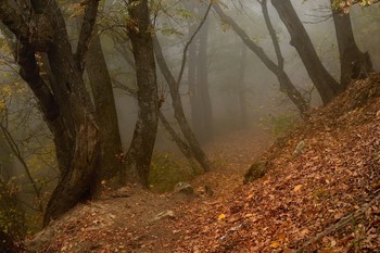 Осенняя тропинка / Ставропольский лес