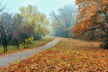 По дороге в туман.. / Утром ранним в ноябре. Когда опустился туман.. Осень, ноябрь, опавшая листва, туман утром, дорога вдоль дороги.. А там за поворотом... что-то.. и опять туман... Опавшая дубовая листва на траве, и на дорожке.