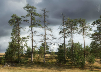 &nbsp; / Tree family captured on Zlatibor mountain. Photo is captured with Nikon D5600 and 18-105mm lens.