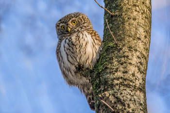 &quot;Сучок&quot;. / Сыч воробьиный (лат. Glaucidium passerinum) — очень маленькая сова, как и все представители рода воробьиных сычей. Длина его тела составляет 15—19 см, размах крыльев — 35—40 см, длина крыла — 9—11 см, вес — 55—80 г.