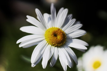 Daisy / Wildflower Daisy
Pentacon 50mm f1.8 on Canon 1300d