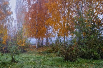 Без названия. / Быстротечная осенняя красота.