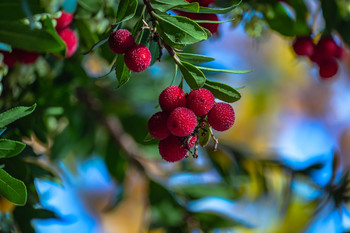 &nbsp; / Árbol del madroño con sus frutos.