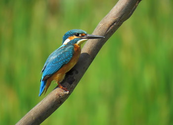 Обыкновенный зимородок (Common Kingfisher) / ...