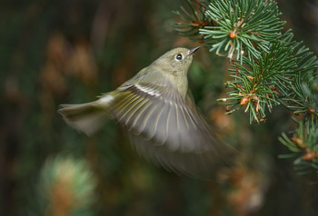 Ruby-crowned Kinglet (fall migration) / Рубиновоголовый королёк (лат. Regulus calendula) — мелкая американская певчая птица семейства корольковых, распространён в хвойных лесах Аляски, Канады, Новой Англии и западным США. В хорошо замаскированном гнезде, которое висит на ветви, самка откладывает до 12 яиц. Птица проводит холодное время года на юге США и в Мексике. На западе некоторые популяции — это оседлые птицы.