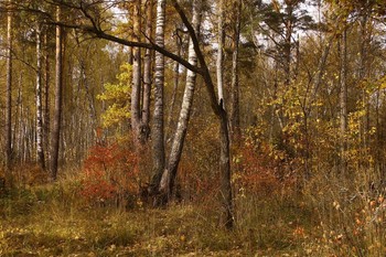 Осенний пейзаж в окрестностях платформы "Троицкая" (Рижское направление) / Осенний пейзаж в окрестностях платформы "Троицкая" (Рижское направление)