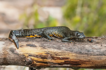 Тритон на охоте. / Тритон гребенчатый. Triturus cristatus Laurenti. Статус. 1-я категория редкости — вид, находящийся в Москве под угрозой исчезновения. Занесён в Красную книгу Московской области. Начиная с 1940-х годов в Европе популяция гребенчатых тритонов уменьшалась из-за уничтожения их мест обитания.
