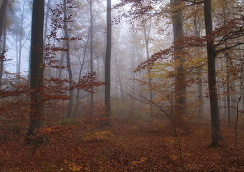 Туманная осень / Лесной пейзаж .