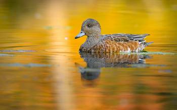 American Wigeon (female) ~ Fall migration 2020 / Американская свиязь (самка)~Осенняя миграция 2020
Речная утка семейства утиных рода Anas.
Известно, что Американская свиязь преследуют других мигрирующих уток, чтобы красть у них пищу(лично я не наблюдал ничего подобного:)