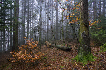 Туман в лесу. / Осень,лес,туман,ноябрь