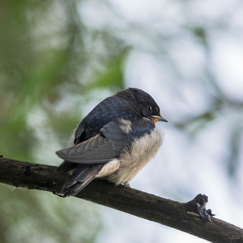 Задумчивость... / Деревенская ласточка, или Касатка (Hirundo rustica). Слёток