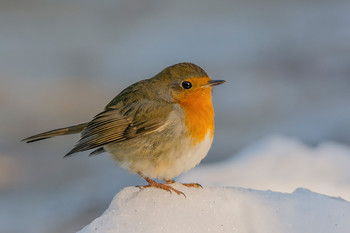 Малиновка. / Малиновка, зарянка (лат. Erithacus rubecula) — птица из семейства мухоловковых (Muscicapidae). Согласно энциклопедическому словарю Брокгауза и Ефрона в XIX веке использовались также названия малиновка, зорька, зорянка и ольшанка.