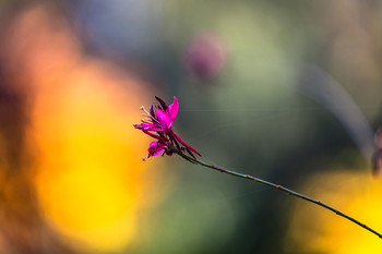 &nbsp; / Parque con variedad de flores.