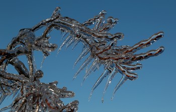 Дракоша. / После ледяного дождя. Приморье.