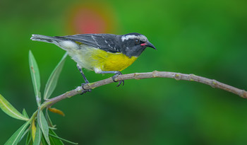 Bananaquit / Банановый певун обитает в тропических частях Южной и Центральной Америки, от севера Аргентины до южной Мексики, в том числе на островах Карибского моря. Некоторые заблудившиеся экземпляры встречаются и во Флориде.