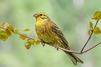 Овсянка (не каша). / Овсянка обыкновенная (лат. Emberiza citrinella) — мелкая птица семейства овсянковых, хорошо узнаваемая по яркому золотисто-жёлтому оперению на голове и груди. Природная область распространения — умеренные широты Европы и Азии.